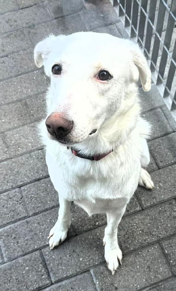 GENNA CAGNOLINA METICCIA Foto 10